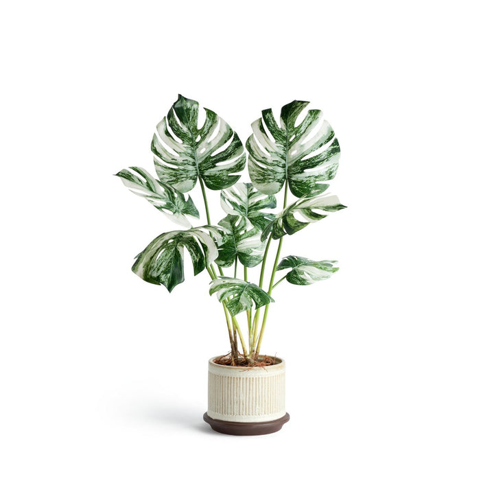 Habitat Large Monstera Plant in Ceramic