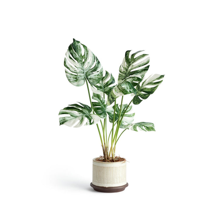 Habitat Large Monstera Plant in Ceramic